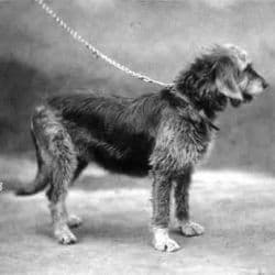 Otterhound