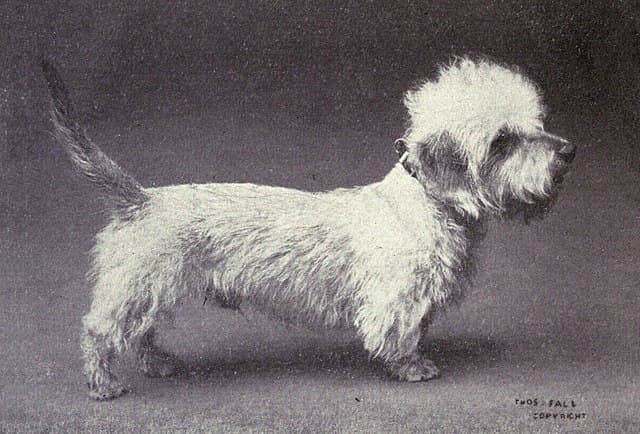 Dandie Dinmont Terrier circa 1915. Public domain image.