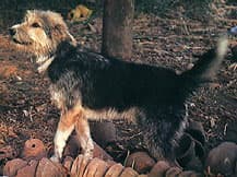 Egyptian Sheepdog aka Armant. TrainPetDog.org, CC0, https://commons.wikimedia.org/w/index.php?curid=23829540
