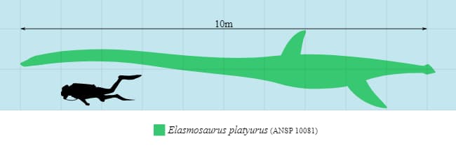 Diagram showing the size of an Elasmosaurus compared to the size of a human