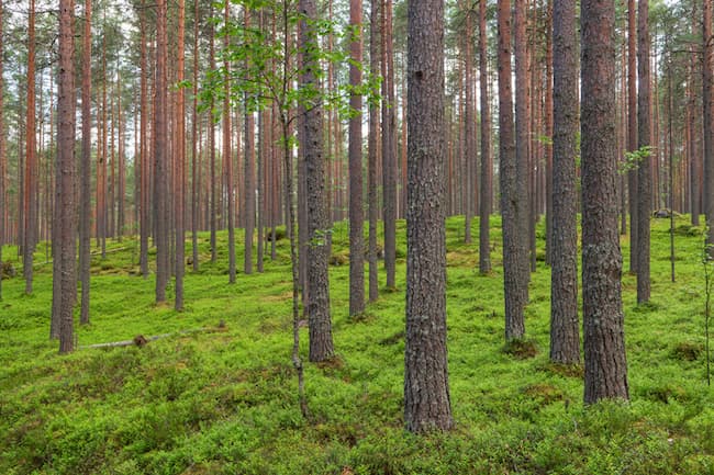 Scots_pine_forest_650c