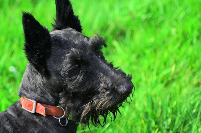 scottish terrier headshot 650c