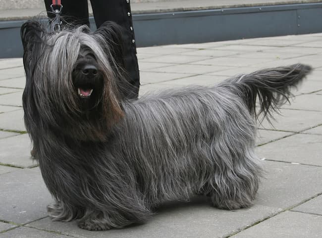 Leashed Skye Terrier on the street