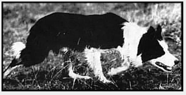 Wiston cap border sales collie