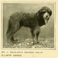 Bearded Collie from New Book of the Dog. Public Domain. Bearded Collie from New Book of the Dog. Public Domain.