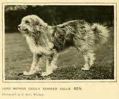 Bearded Collie taken from New Book of the Dog. Public Domain. Bearded Collie taken from New Book of the Dog. Public Domain.