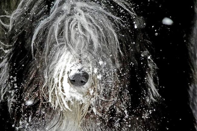 Close up of Bearded Collie face covered in snow Close up of Bearded Collie face covered in snow