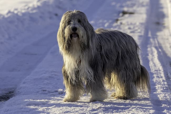 Bearded Collie standing on snowy road Bearded Collie standing on snowy road