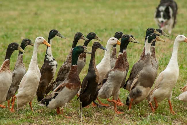 Border Collie herding ducks