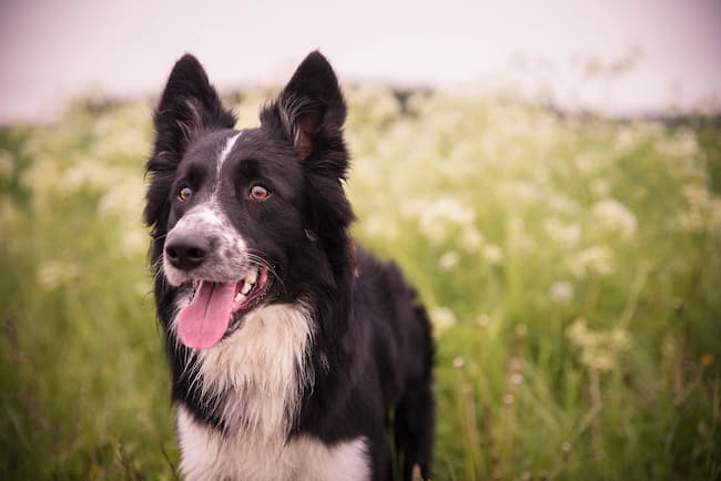 Border Collie Dog Breed, Origin, History, Personality & Care Needs