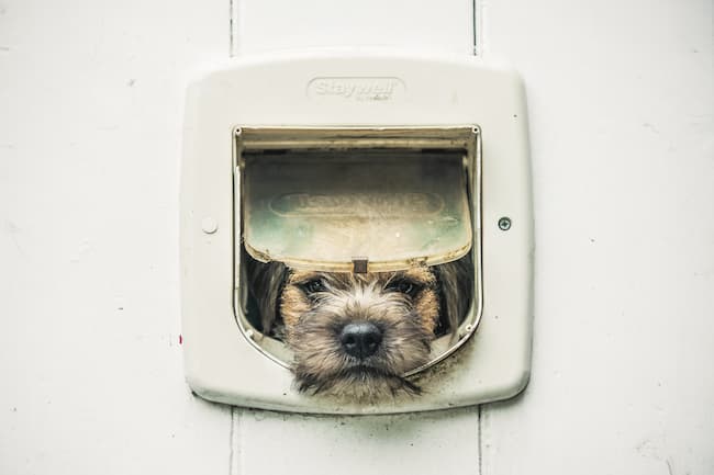 Border Terrier with head pushed through doggie door Border Terrier with head pushed through doggie door