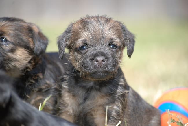 Border terrier sales origin