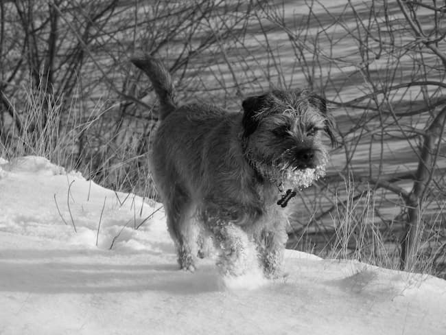 Border Terrier in the snow Border Terrier in the snow