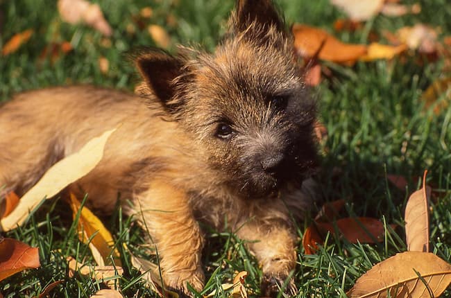 Cairn Terrier puppy outdoors in Fall