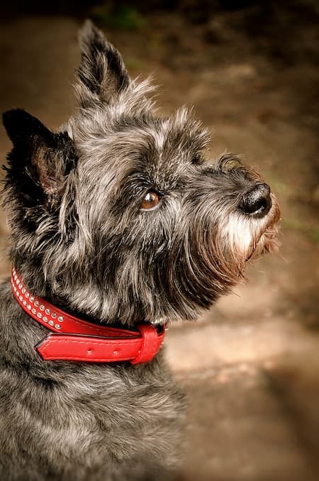 does a cairn terrier need a collar