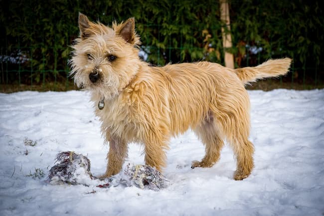 Cairn Terrier in snow Cairn Terrier in snow
