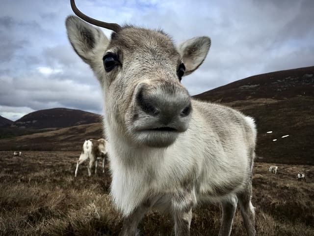 cairngorm_reindeer_calf_c