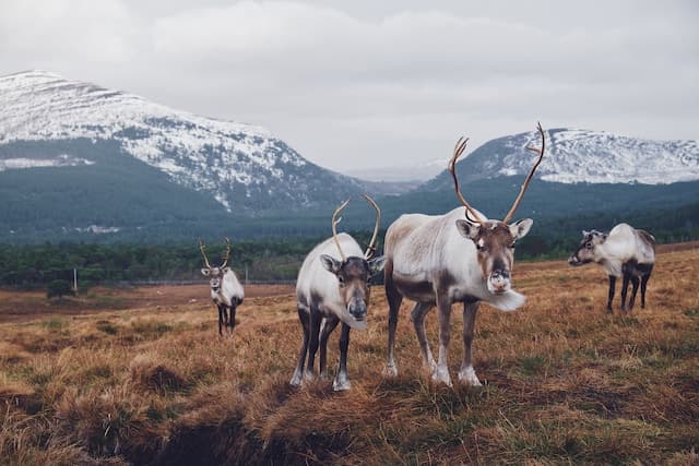 cairngorm_reindeer_herd_c