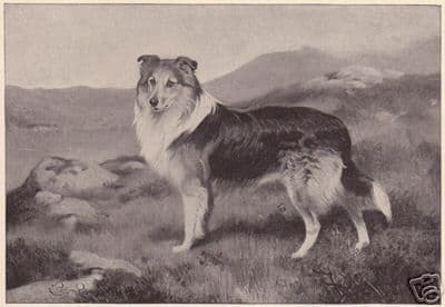 Collie in Scotland