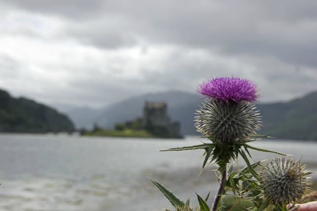 donan_eilean_castle_thistle_650_c