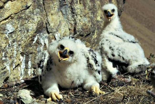 Eaglets (Golden Eagle chicks) in their rocky nest
