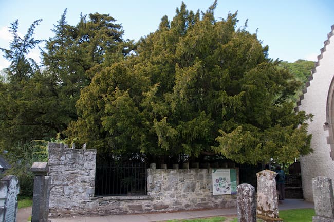 fortingall_yew_tree_650c