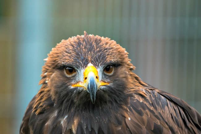 Close up, head on portrait of Golden Eagle