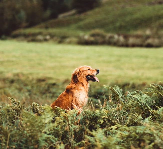 Golden Retriever sitting in ferns on a hillside