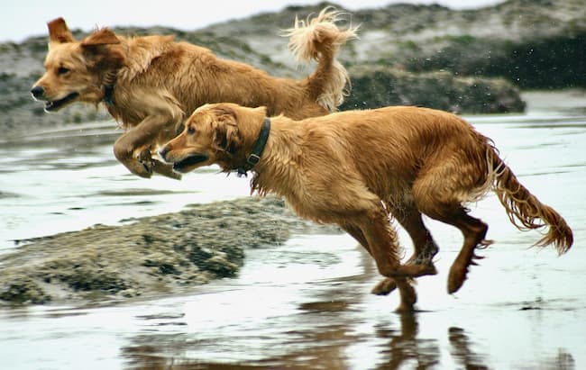 Pair of Golden Retrievers leaping into water at the beach