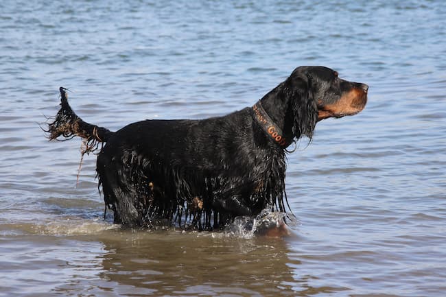 Gordon Setter standing in lake water Gordon Setter standing in lake water