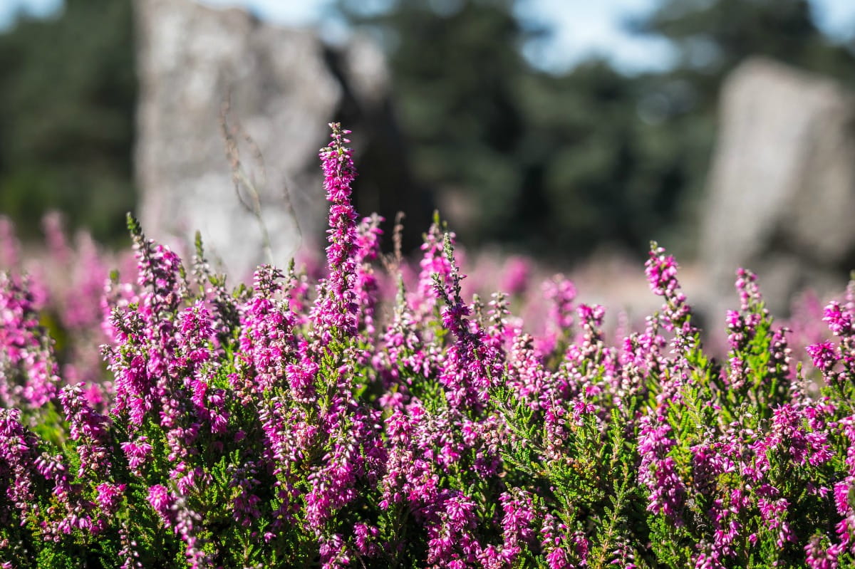 Scottish Heather - Extra Fine Glitter