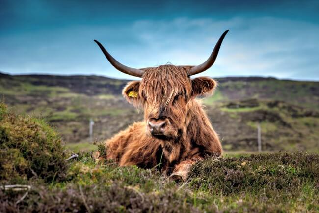 Scottish Highland cattle Scottish Highland cattle