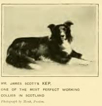 Image of early Border Collie from 'The New Book of the Dog' Published 1907