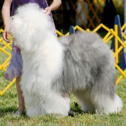 Old English Sheepdog