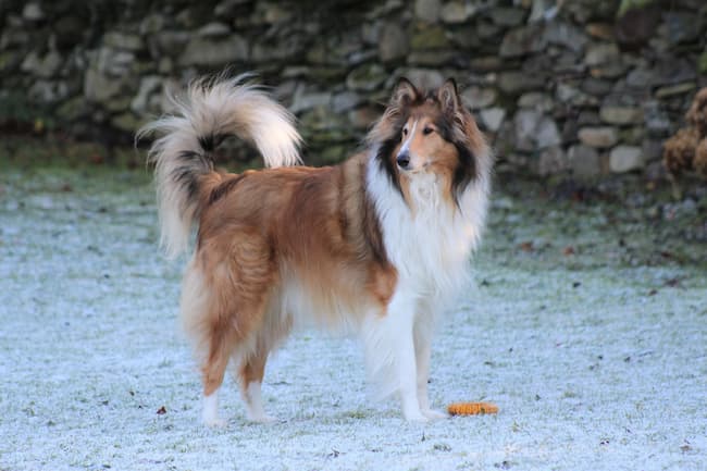 Rough Collie standing on frosty grass in front of old stone wall Rough Collie standing on frosty grass in front of old stone wall