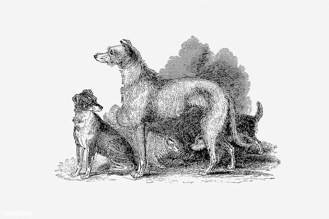 Antique drawing of Scottish Deerhound with  other dogs of the time