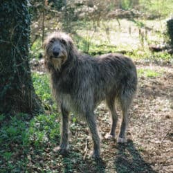 Scottish Deerhound