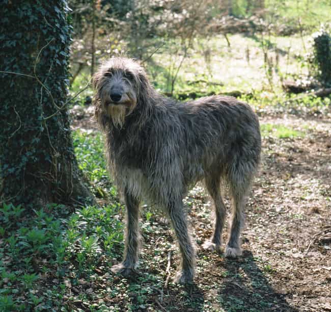 Scottish Deerhound standing in a forest