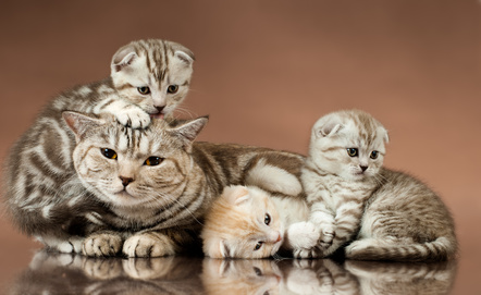 adorable scottish fold kittens