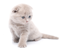 Scottish Fold kitten Scottish Fold kitten