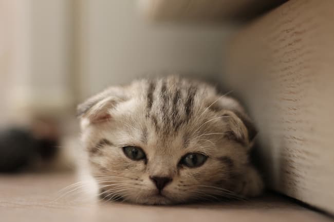 adorable scottish fold kittens