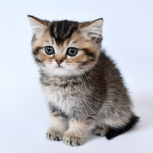 Tiny tabby Scottish Fold kitten sitting Tiny tabby Scottish Fold kitten sitting