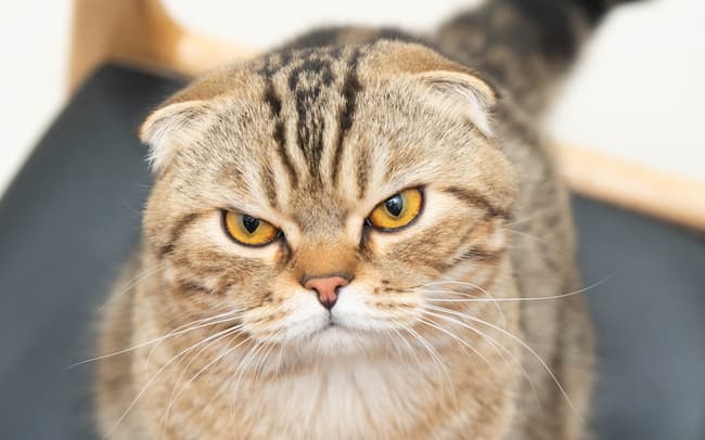 Scottish Fold Cats - A Unique & Lovable Breed