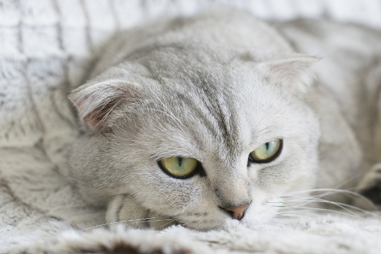 Scottish Fold Color Chart