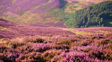 scottish heather gifts goodies