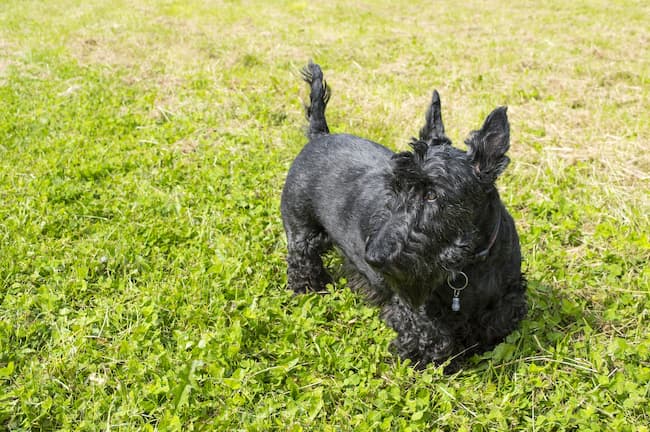 Black Scottish Terrier on grass Black Scottish Terrier on grass