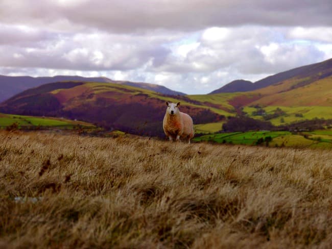 Solitary sheep grazing on a hillside in the Scottish Highlands Solitary sheep grazing on a hillside in the Scottish Highlands