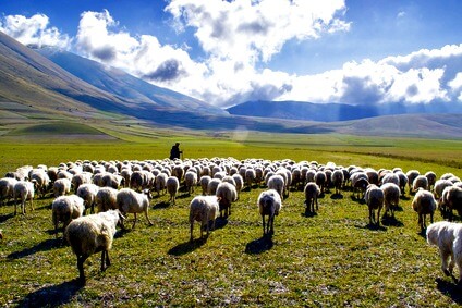 Shepherd in the Scottish Highlands Shepherd in the Scottish Highlands