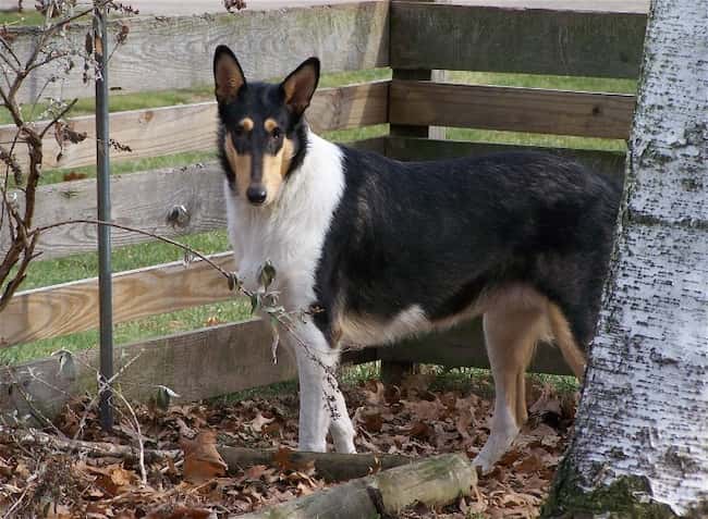 Smooth Collie standing by a tree and fencing