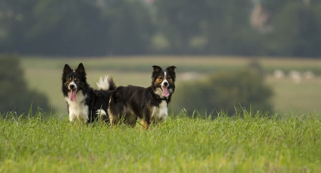 Tri-Color Border Collies